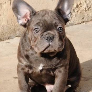 Francuski buldog, egzoticni stenci