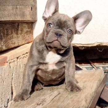 Francuski buldog, egzoticni stenci