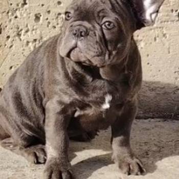 Francuski buldog, egzoticni stenci