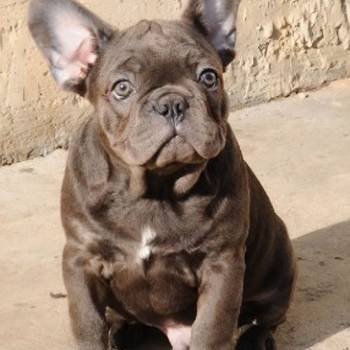 Francuski buldog, egzoticni stenci