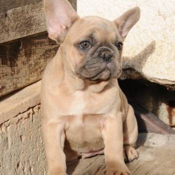 Francuski buldog, egzoticni stenci