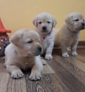Prelepi, čistokrvni štenci labradora