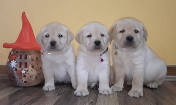 Prelepi, čistokrvni štenci labradora