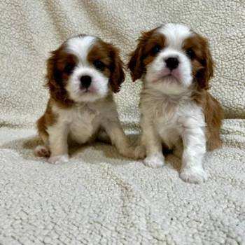 Kavalijer španijel kralja Čarlsa