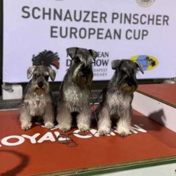 Patuljasti šnauceri biber so