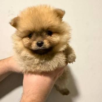 Na prodaju stenci pomeranca