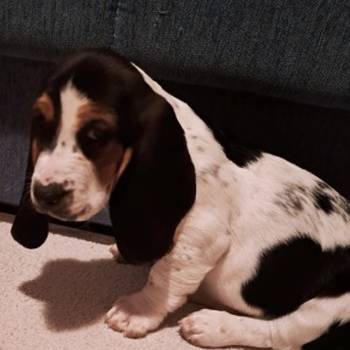 U ponudi kučići Baseta