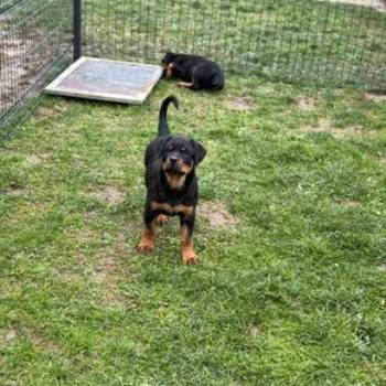 Na prodaju štenad Rottweilera vrhunskog porekla