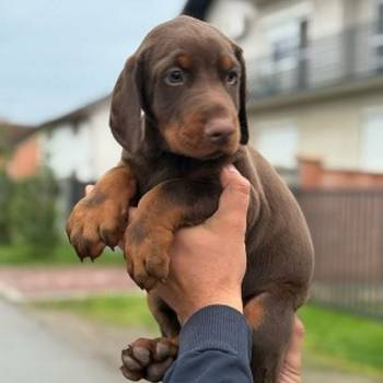 Doberman štenci, crni i braon