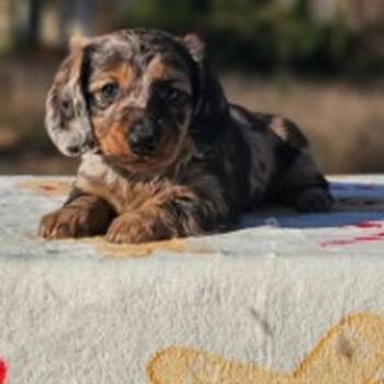 Dugodlaki jazavičar