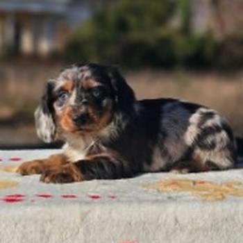 Dugodlaki jazavičar