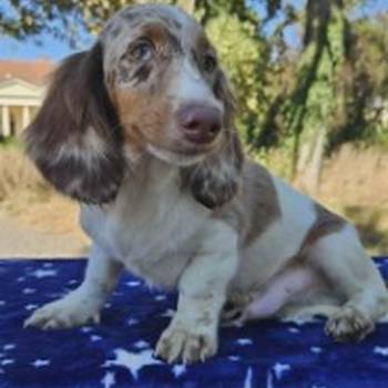 Dugodlaki jazavičar