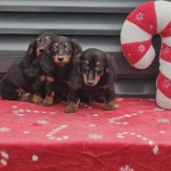 Dugodlaki jazavičar