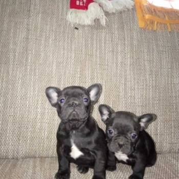 Francuski buldog štenci