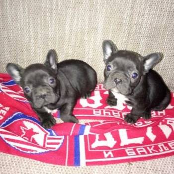 Francuski buldog štenci