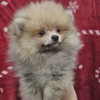 Pomeranac Boo štenci