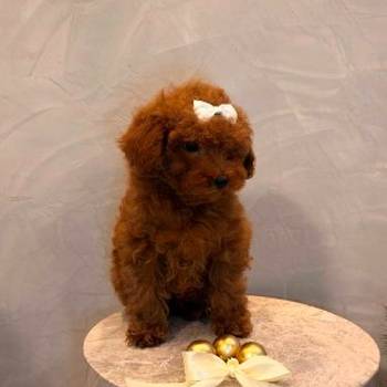 Toy pudla, žensko štene