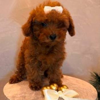 Toy pudla, žensko štene