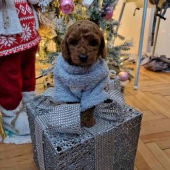 Preslatke malene toy pudle spremne za preuzimanje