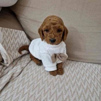 Preslatke malene toy pudle spremne za preuzimanje