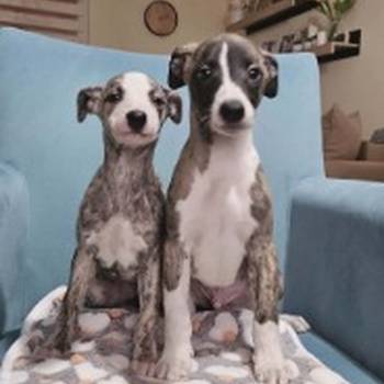 Persijski hrt saluki štenci