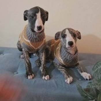 Persijski hrt saluki štenci