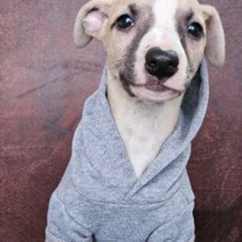 Persijski hrt saluki štenci