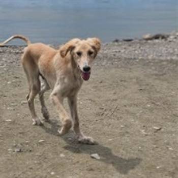 Persijski hrt saluki štenci