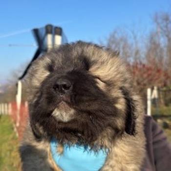 Kavkaski ovcar stenci