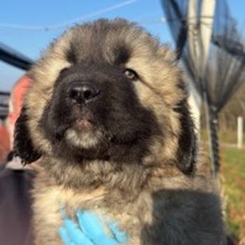 Kavkaski ovcar stenci