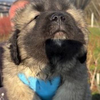 Kavkaski ovcar stenci