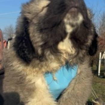 Kavkaski ovcar stenci