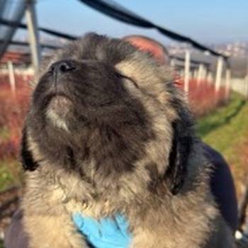 Kavkaski ovcar stenci