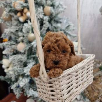 Savršene toy pudle u crvenoj boji