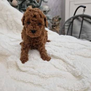 Savršene toy pudle u crvenoj boji