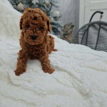 Savršene toy pudle u crvenoj boji