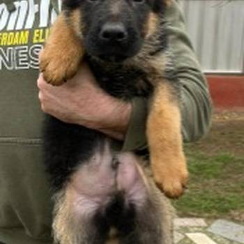 Nemački ovčar kratkodlaki, štenci