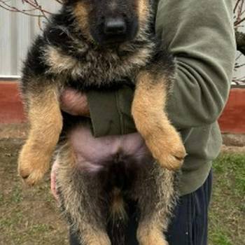 Nemački ovčar kratkodlaki, štenci