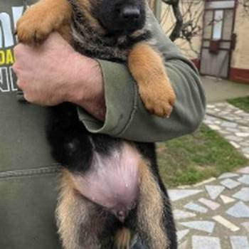 Nemački ovčar kratkodlaki, štenci