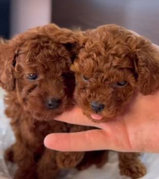 Najmanje pudle, od najlepsih roditelja