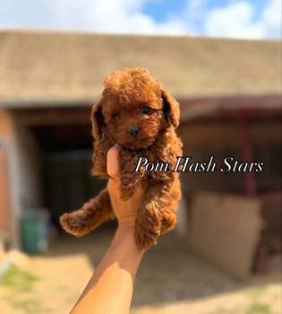 Najmanje pudle, od najlepsih roditelja