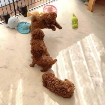 Najmanje pudle, od najlepsih roditelja