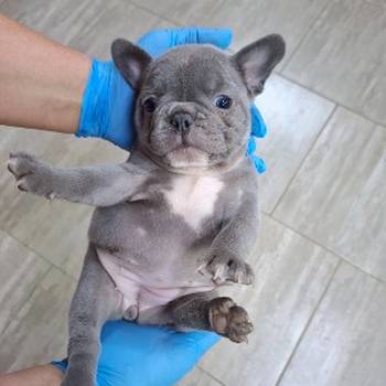 Egzoticni francuski buldog