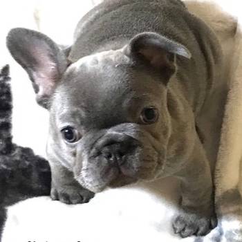 Egzoticni francuski buldog