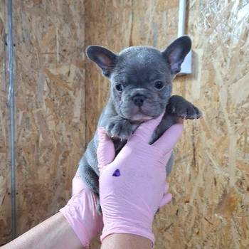 Egzoticni francuski buldog