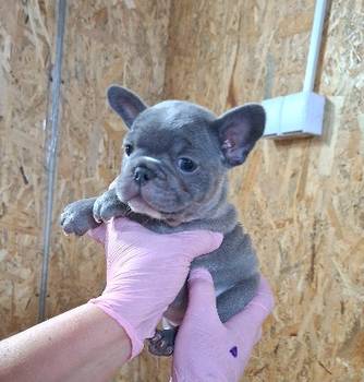 Egzoticni francuski buldog