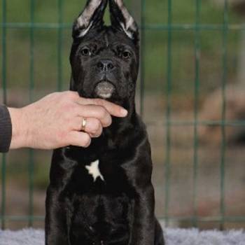 Cane Corso štenci