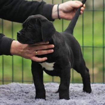 Cane Corso štenci