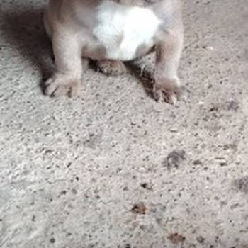 Francuski buldog muško štene