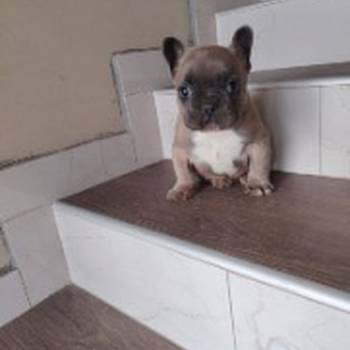 Francuski buldog muško štene